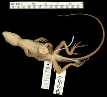 Media type: image;   Herpetology R-100152